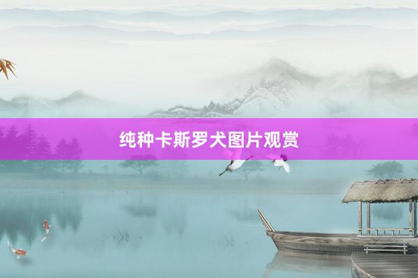 纯种卡斯罗犬图片观赏